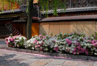 Gion spring