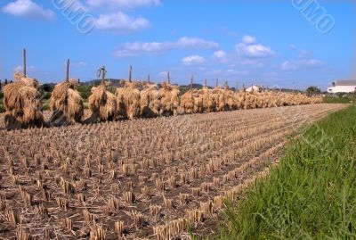 Autumn rice field