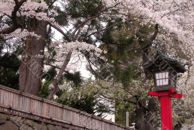 Japanese lantern in spring