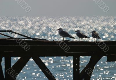 Seagull on an old pier