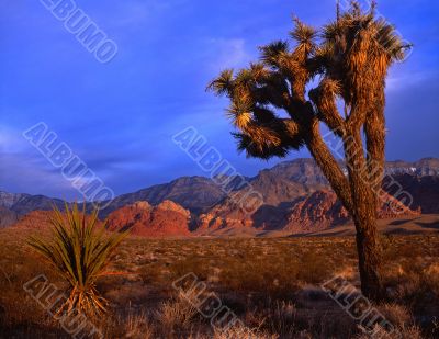 Mojave Yucca #3