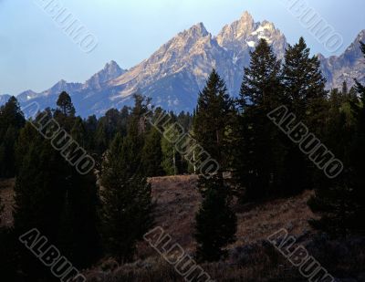 Teton &amp; Forest #1