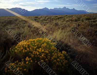 Tetons Flowers &amp; Flare