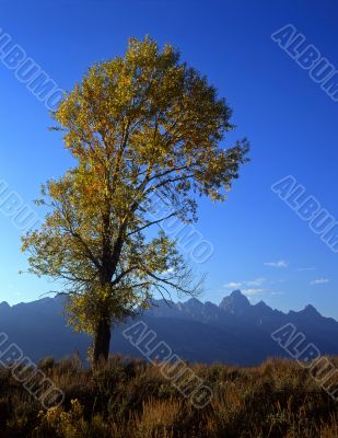 Tetons &amp; Cottonwood