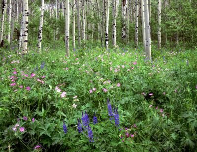 Flowers &amp; Aspens