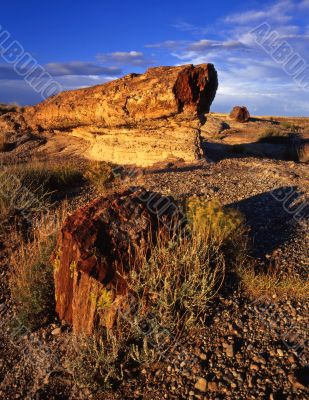 Petrified Rocks