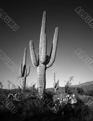 Saguaro Cactus B &amp; W