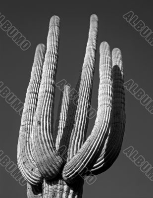 Saguaro Cactus B &amp; W