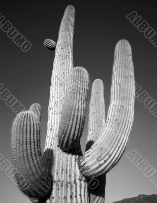 Saguaro Cactus B &amp; W