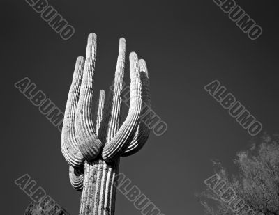 Saguaro Cactus B &amp; W