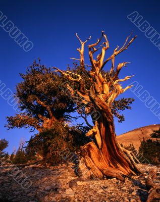 Bristlecone Pine