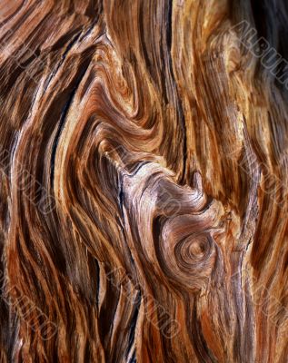 Bristlecone Pine Grain