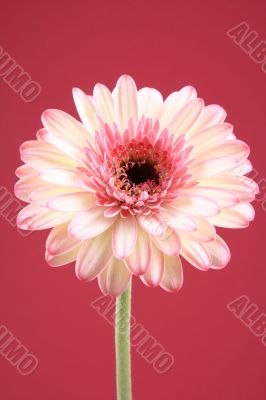 close-ups of lovely gerbera isolated