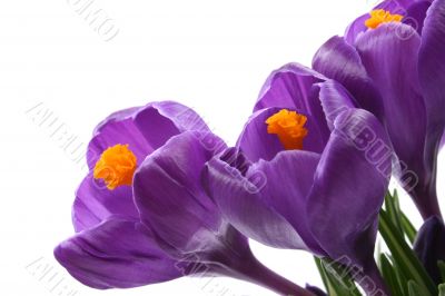 close-ups of lovely crocuses isolated