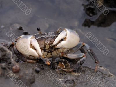 Feeding crab