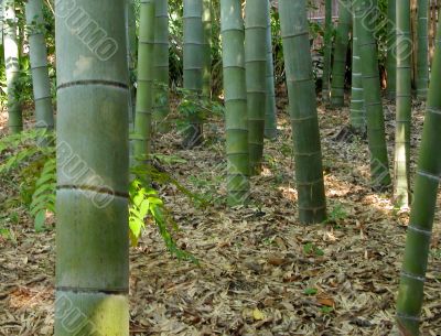 Bamboo fosrest-detail