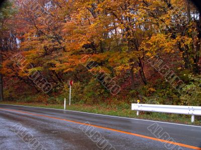 Autumn road