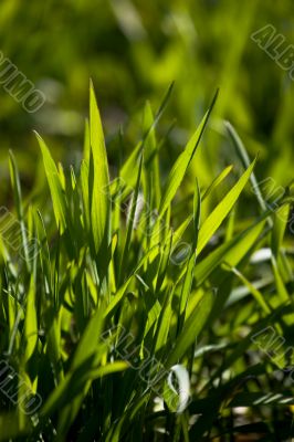 New green grass New green grass