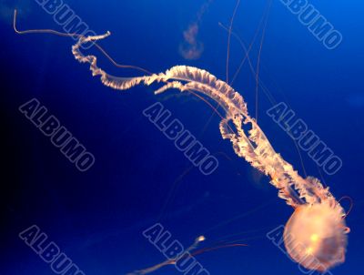 Jelly fish-spermatozoon