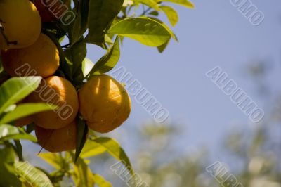 orange on background sky