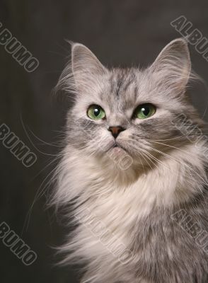 Portrait of a cat