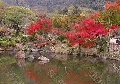 Japanese fall pond