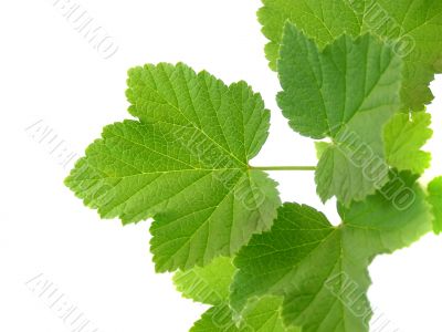 branch with red currant leafs