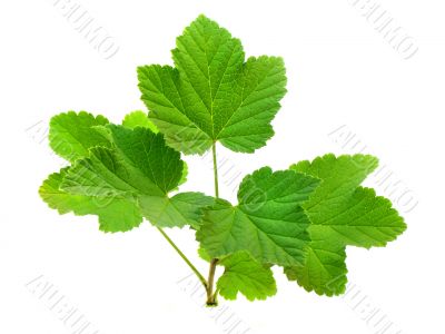 branch with leafs of red currant