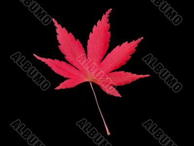 Maple leaf