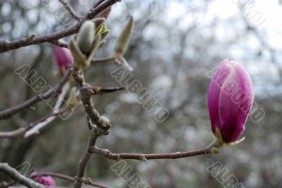 Magnolia blossoming in Kiev Botanic garden