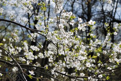 white cherry tree flowers