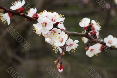 white cherry tree flowers white cherry tree flowers