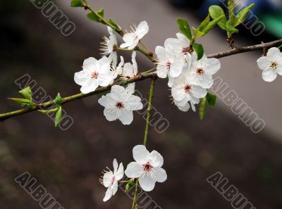 white cherry tree flowers white cherry tree flowers