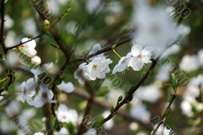White cherry tree flowers White cherry tree flowers