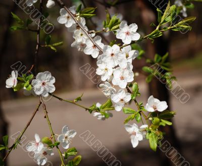 Flowers of apple tree