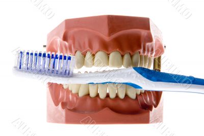 Dental mold biting a toothbrush