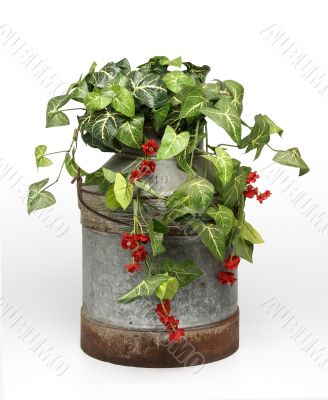 Plants on bucket