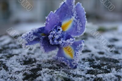 Beautiful fresh iris flowers