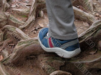 Hiking in the forest