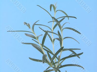 rosemary rosemary