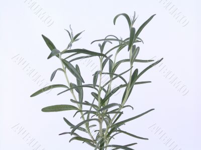 rosemary rosemary