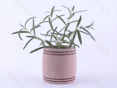 rosemary rosemary