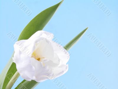 white, spring beauty white, spring beauty