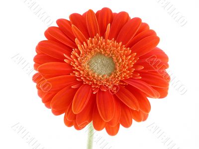 pretty in orange pretty in orange