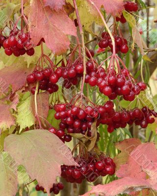 Autumn Snowball-tree Berry Bunch