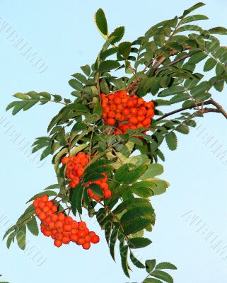 Rowan tree berries clusters