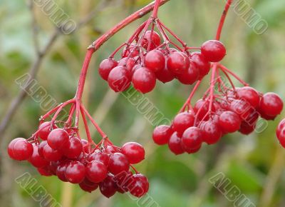 Autumn Snowball-tree Berry Bunch