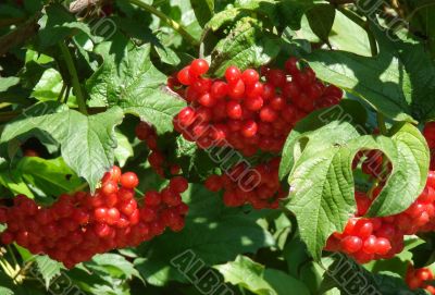 Autumn Snowball-tree Berry Bunch