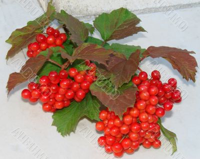 Autumn Snowball-tree Berry Bunch