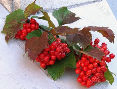 Autumn Snowball-tree Berry Bunch
